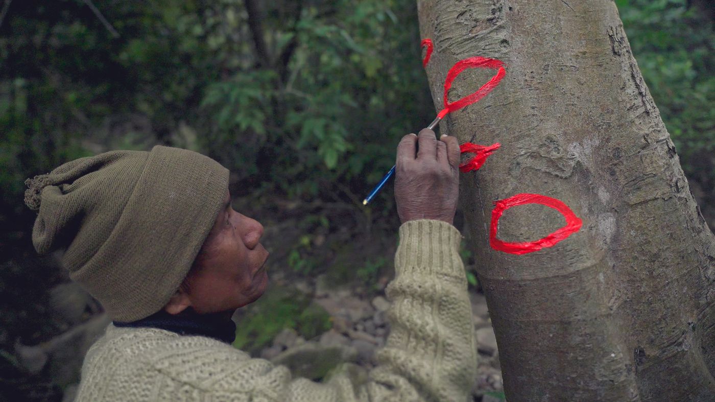 Still from A Weaver Bird's Nest